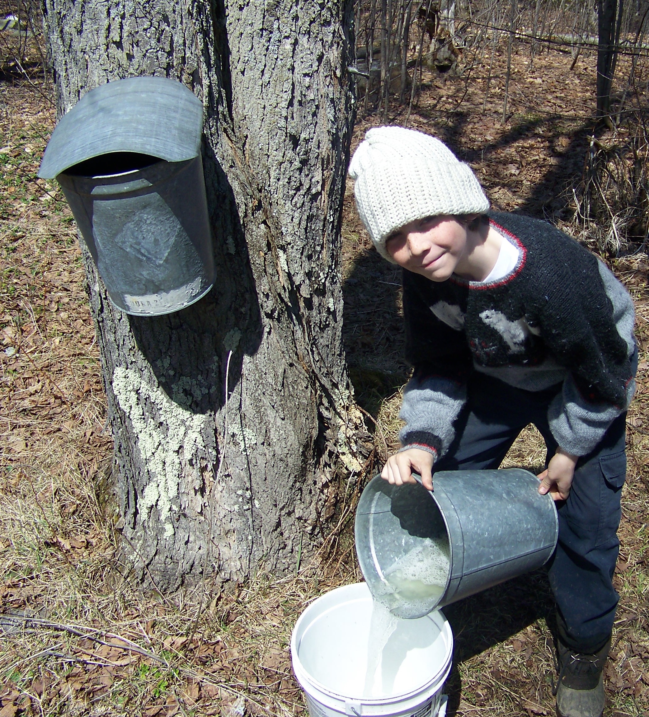 Maple Sugaring A Time of Gathering 02 Maple Sugaring A Time of Gathering 02