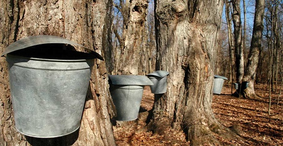 maple-bucket.jpg