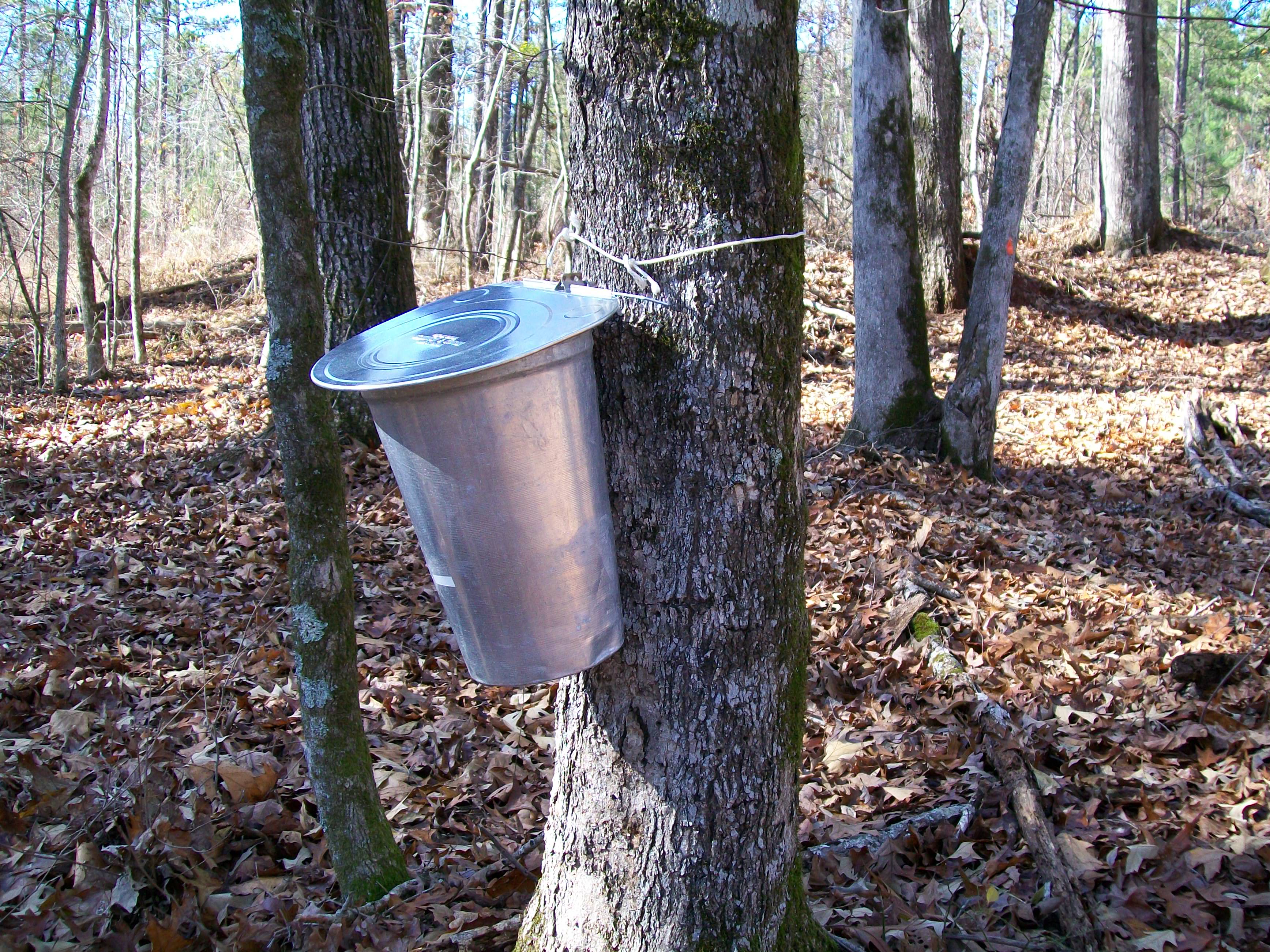 How Many Gallons Of Maple Sap To Make Maple Syrup at Herman Jones blog