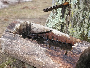 Image result for native americans making maple syrup