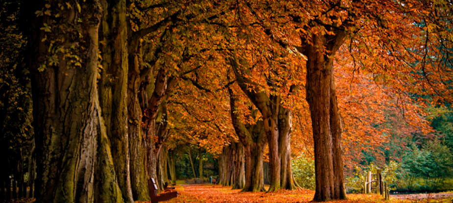 Organic Maple Syrup Forest Organic Maple Syrup Forest